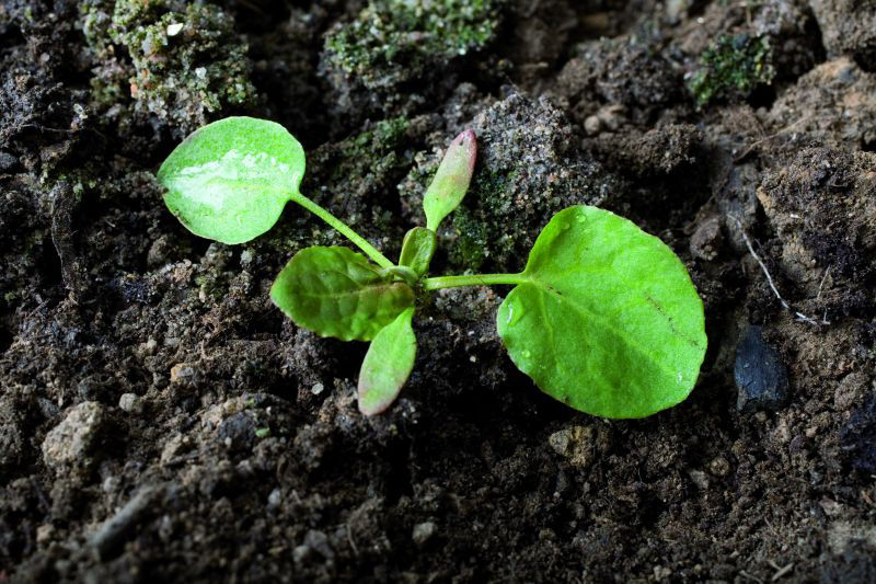 Broad-leaved Dock